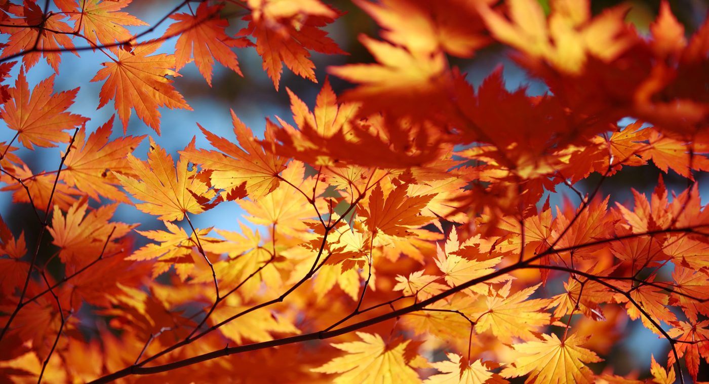 autumn maple leaves