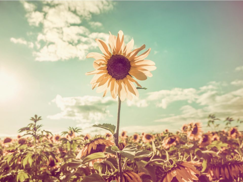 tall sunflower