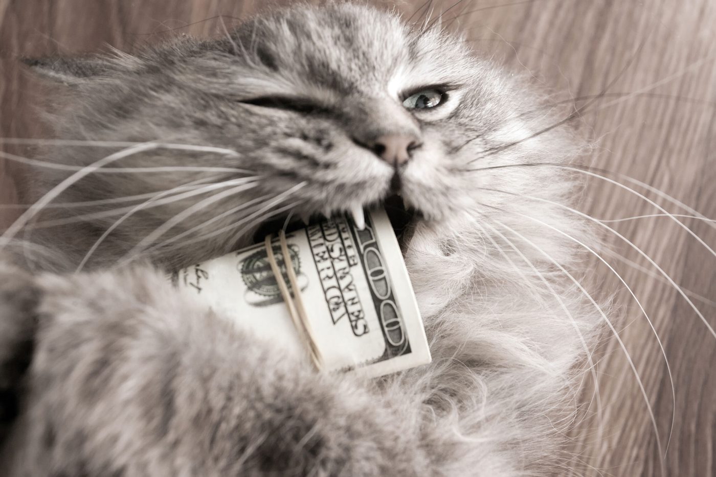 a cat chewing on a wad of bills