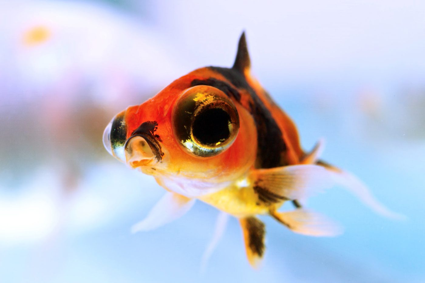 young telescope goldfish