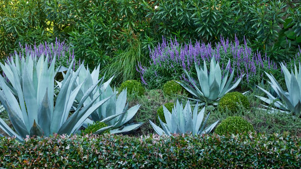 Botanic landscape